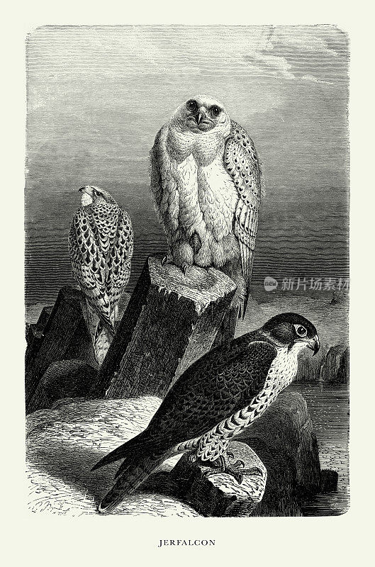 美国古董雕刻，Jerfalcon, falcon, Bird: Natural History, 1885